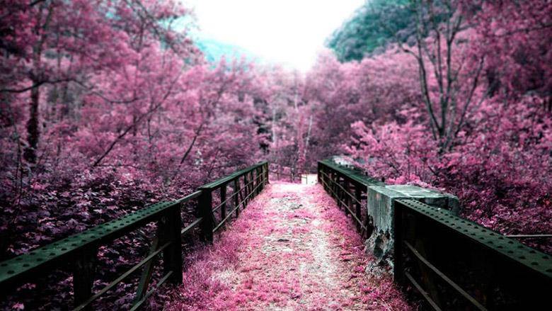 【山东 滨州】樱花山风景区自驾车票不限人群