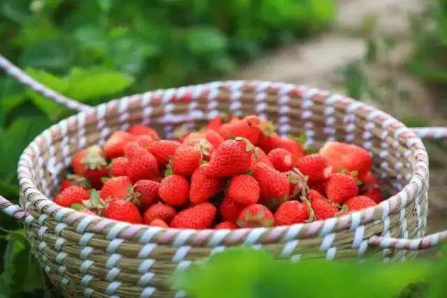 佛山景区门票 佛山里水阳光葡萄园地址:广东省佛山市南海区里水镇西华