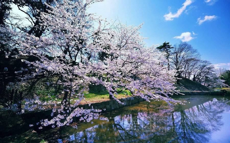 岳阳樱花园图片