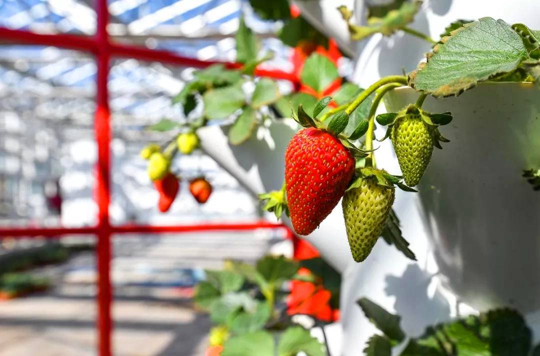 这里有满园的 瓜果飘香