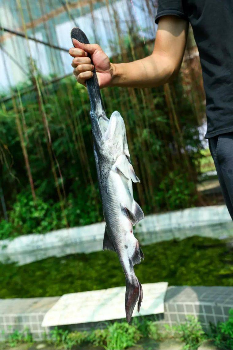 亦或是可以选择在户外烧烤