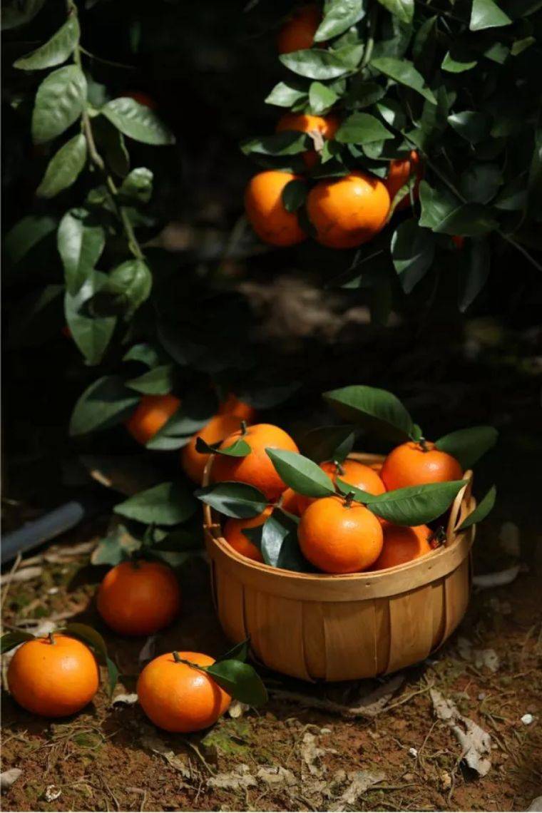 【广东广州】99元抢购价值160元从化宝趣玫瑰世界两大一小套票,国内首