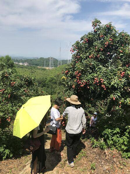 【荔枝狂欢节】正宗增城桂味荔枝!只要你来,就送一斤!