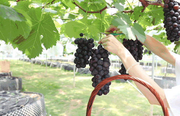 600_388gif 动态图 动图