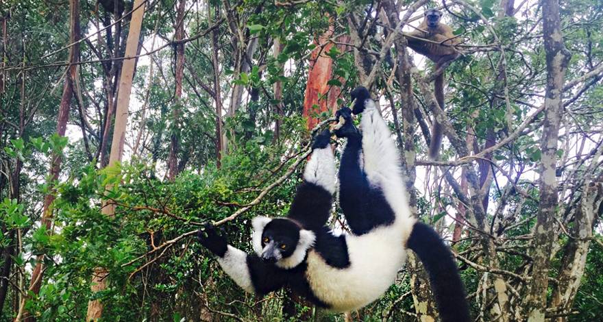 马达加斯加猴面包树、昂达西贝观狐猴8天6晚探秘之旅(广州往返MD)_中航国旅官网