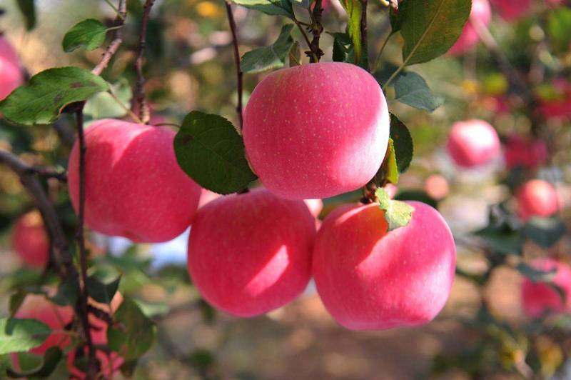 铜川苹果