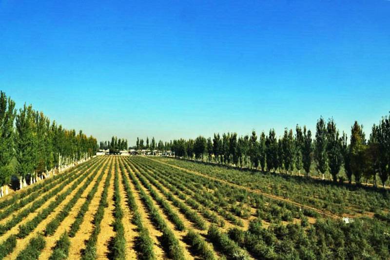万亩枸杞观光园