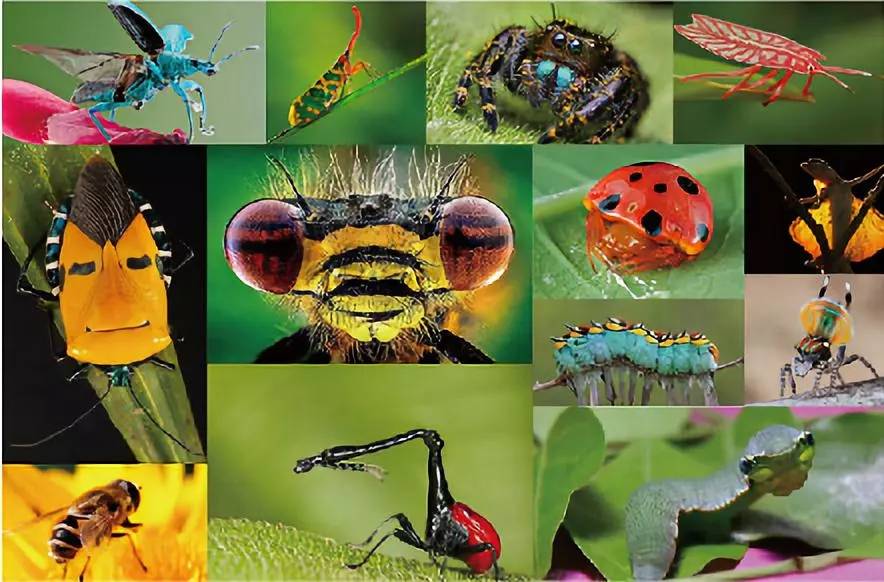 或高冷这里有来自世界各地的昆虫时尚天河昆虫生态森林一个集合了看