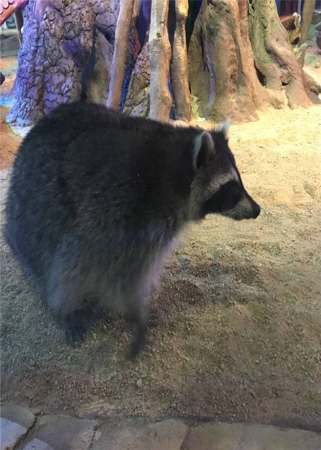 上千只小動物,不僅有憨憨的乾脆面君小浣熊,《獅子王》裡的丁滿狐玝