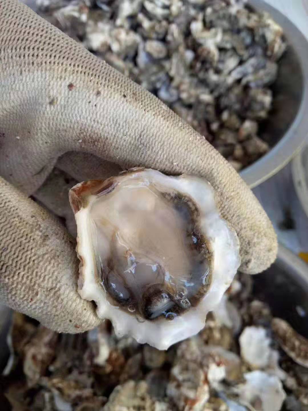 9元抢购长海县野生礁石黑边小海蛎子1斤装.