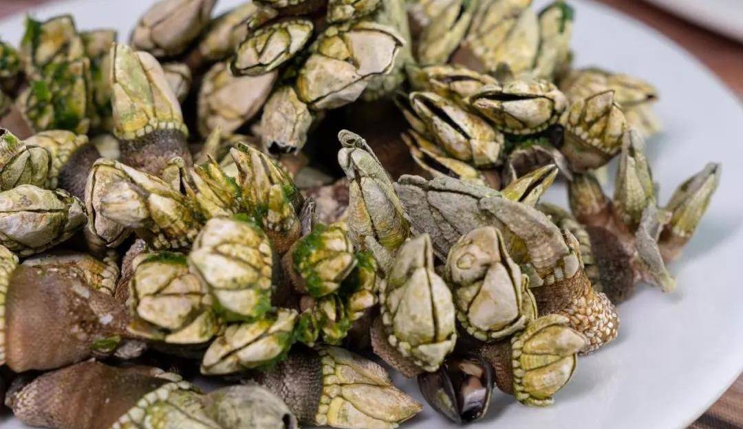 海鸡脚 来自地狱的美食——海鸡脚,哪怕在盛产各种海鲜的双月湾也并不