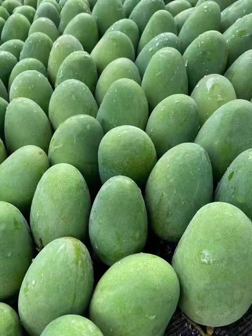 【最后十五天,现摘现发】来自中国芒果之乡,99元抢中国地理标志产品