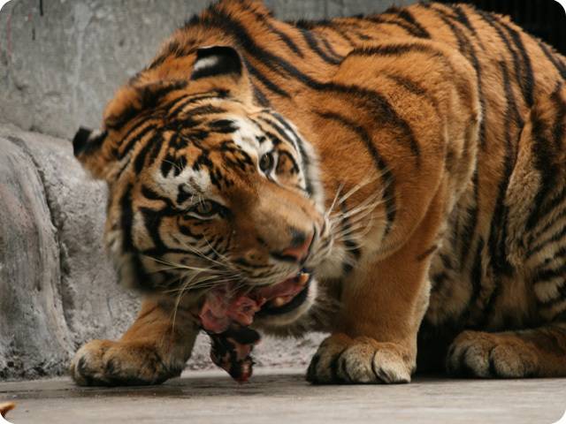 即俄罗斯西伯利亚地区,朝鲜半岛和中国东北地区来虎园看猛兽吃食 老虎