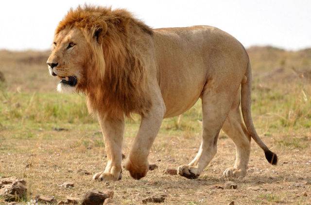 凶猛,好斗是狮子的天性