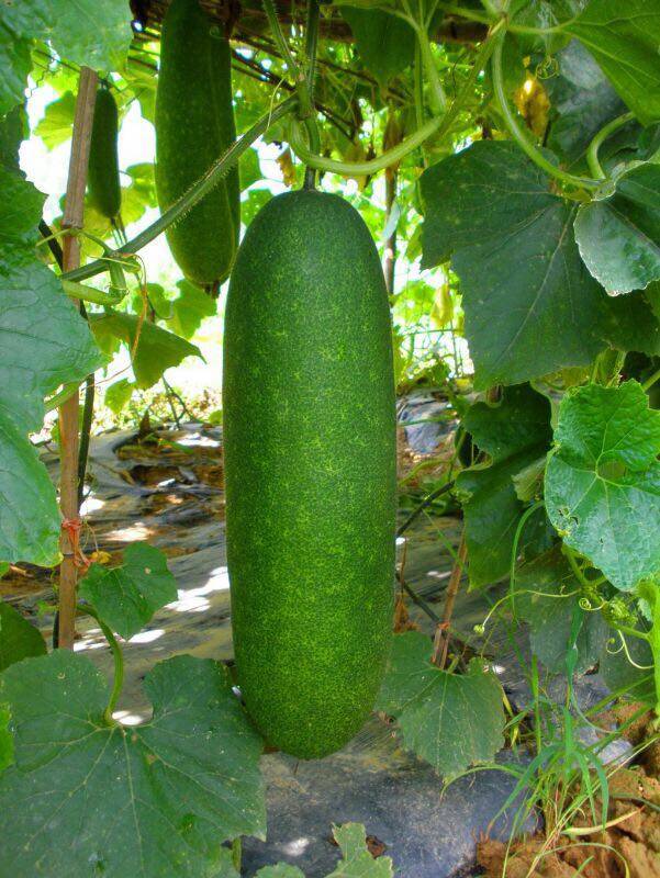 你没看错!入住就送湖镇大冬瓜,有吃有玩还有冬瓜送哦