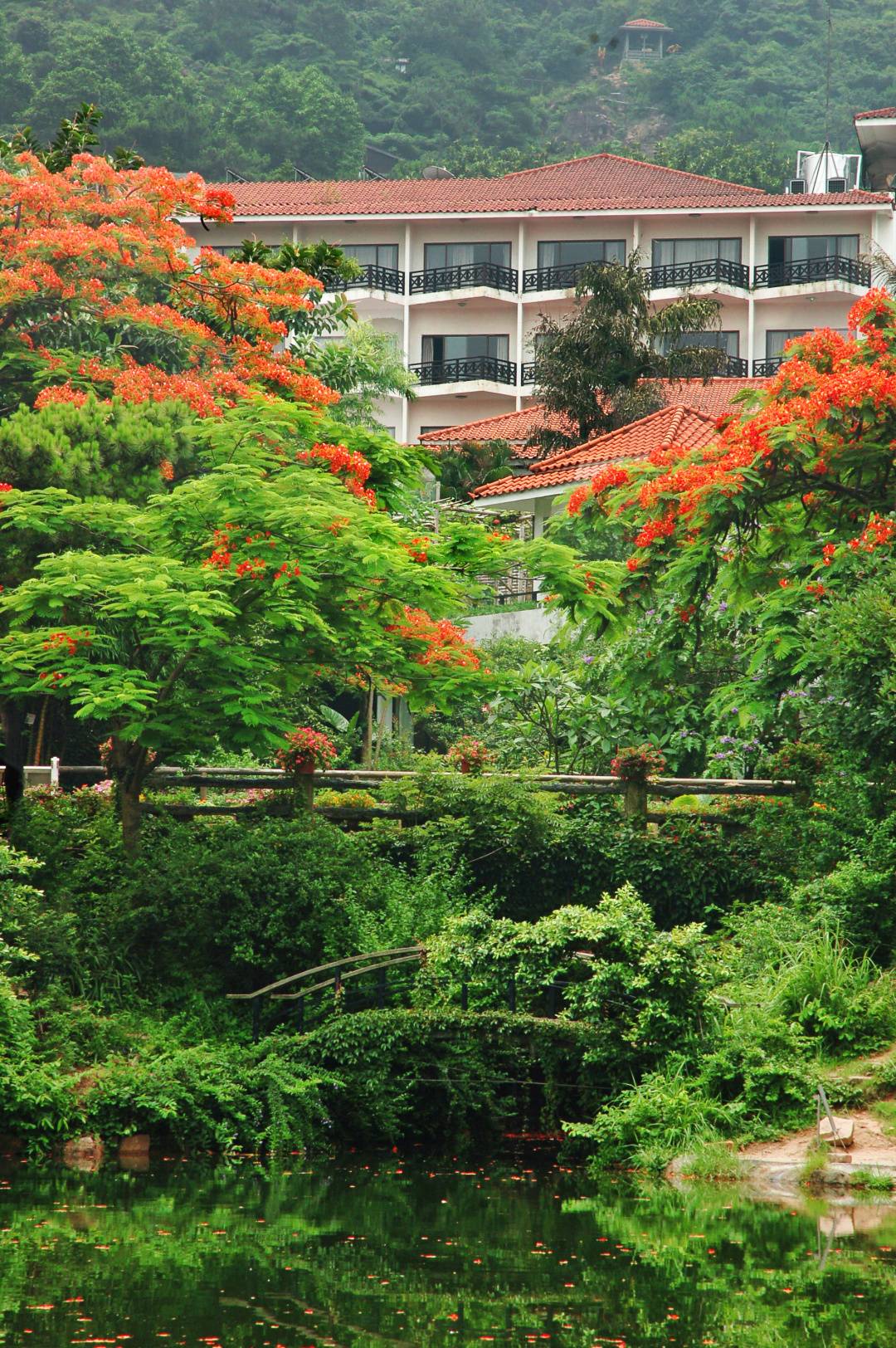 深圳399元限时抢青青世界森林里的独栋木屋闹市里20万㎡的仙踪密林