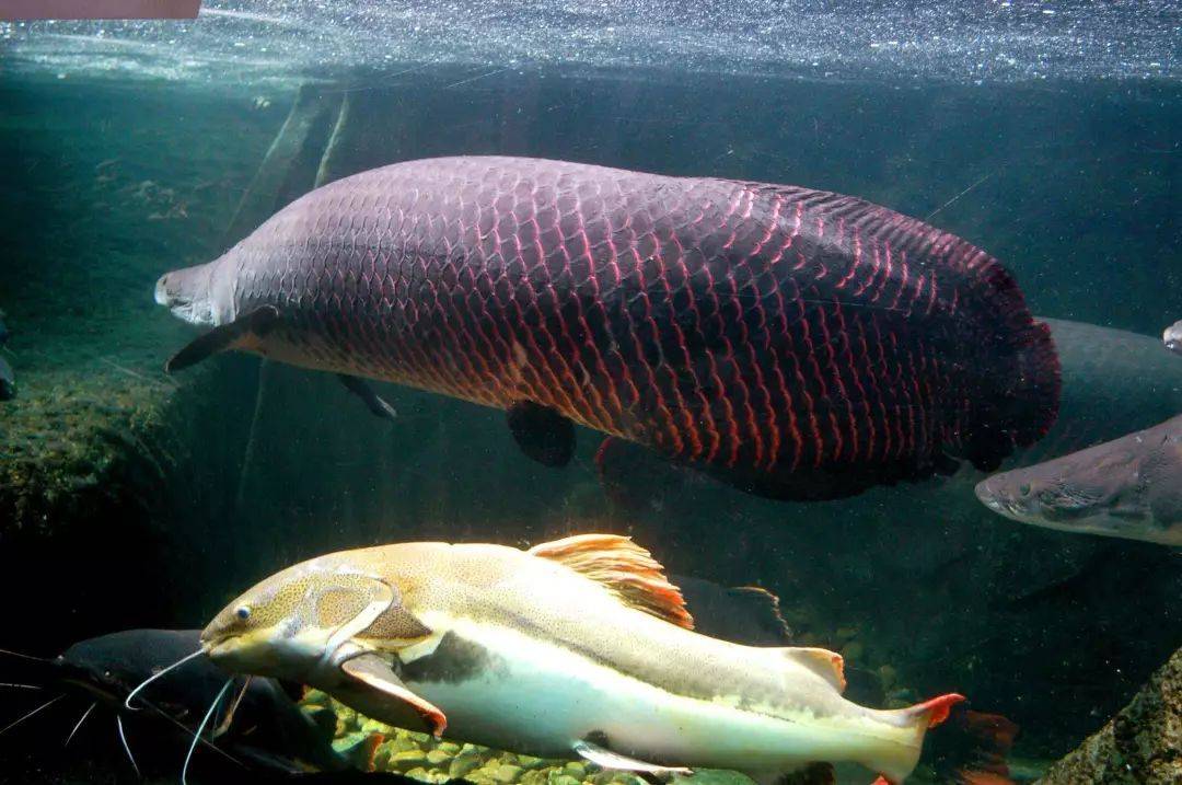 来自亚马逊河的海象鱼重达上百公斤它们在那里优哉游哉地游着仿若处事