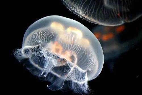 两房一厅 中西式自助早餐 梦幻水母王国 主题亲子活动 水上狂欢派对!