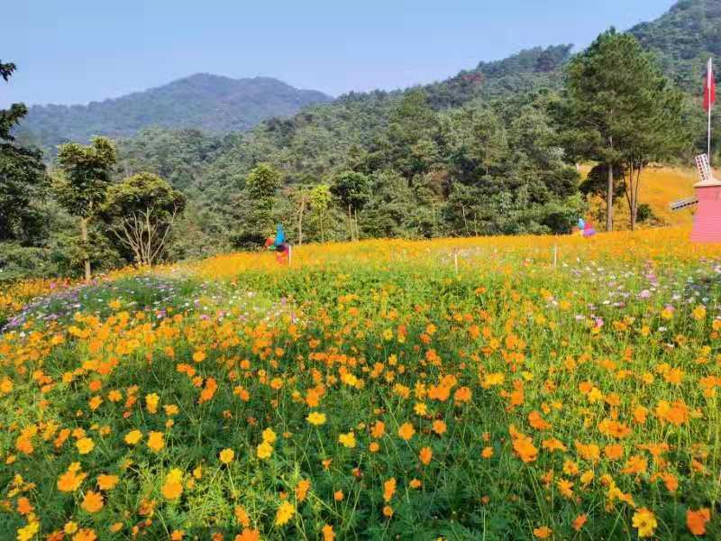 清远清泉湾 云台花海(成人票)仅需29.