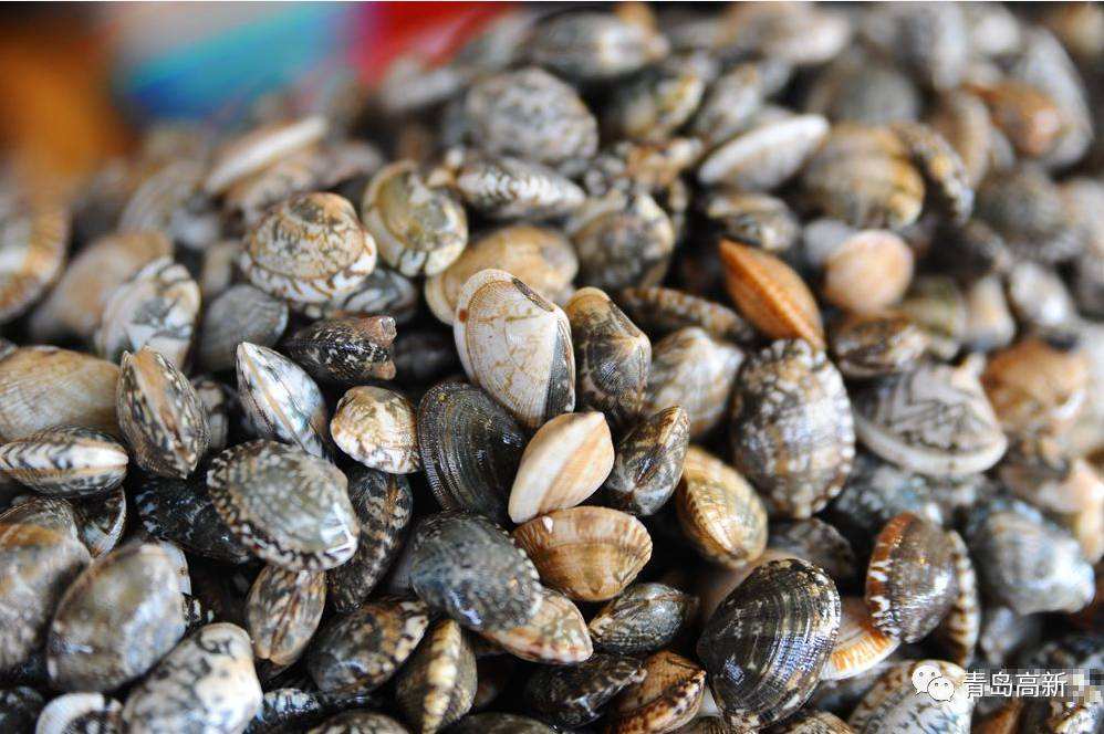 【国庆特价】 海阳连理岛东岛 出海捕捞(拔笼尝海鲜)88元