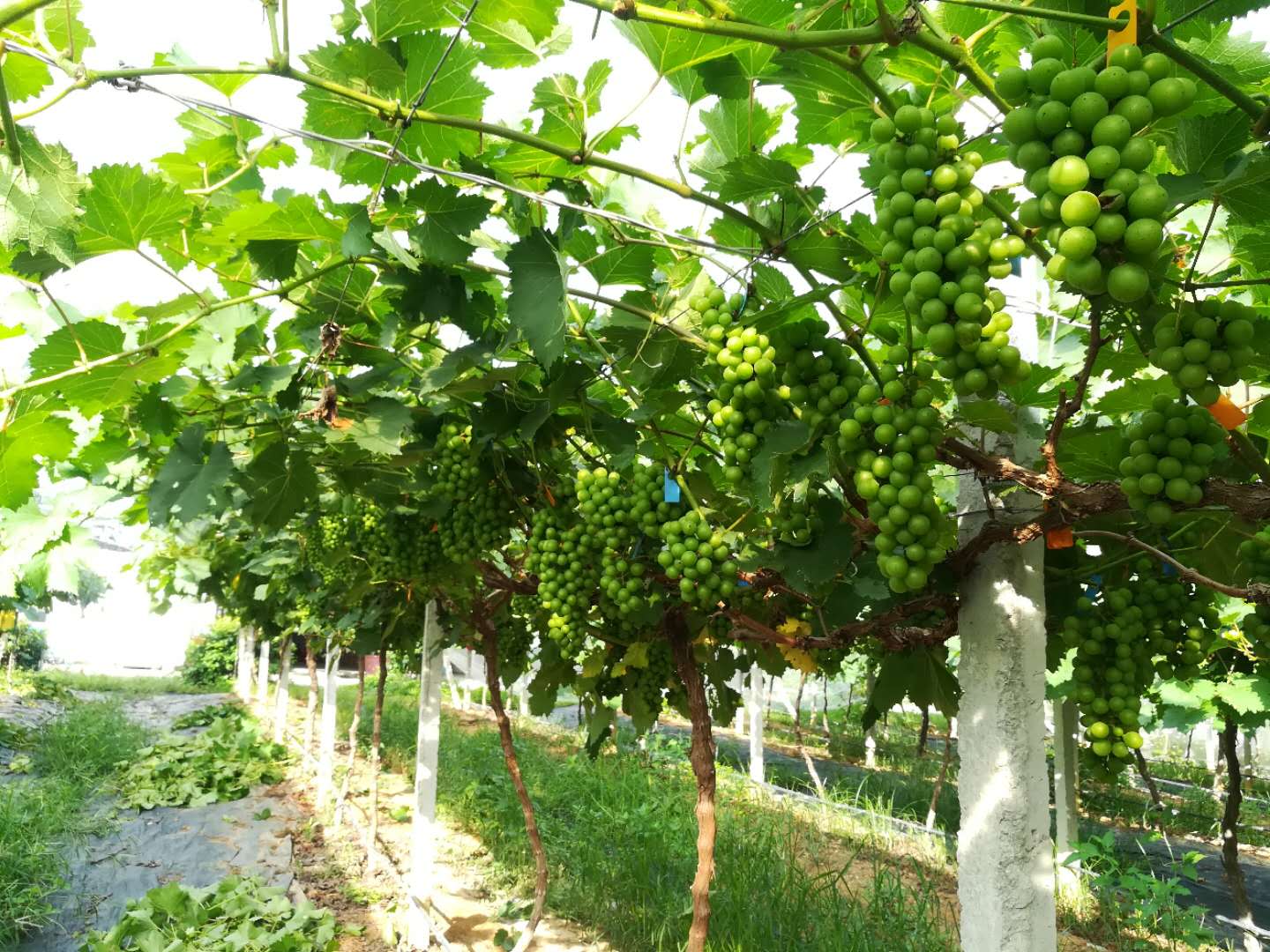 8折葡萄采摘园海南葡萄园林的图片真实高清街道树 葡萄小葡萄园各种