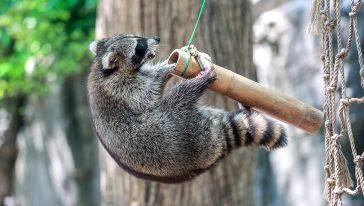 金丝猴,金毛羚牛,朱鹮,长颈鹿,斑马,羚羊,白犀牛,猎豹等来自国内外的