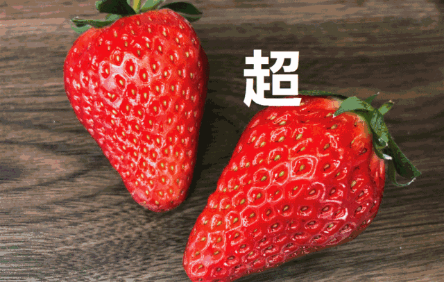 【深圳2店通用】34.9元享『土哥草莓园农场』2大两2采摘套票；送牛奶草莓1斤！