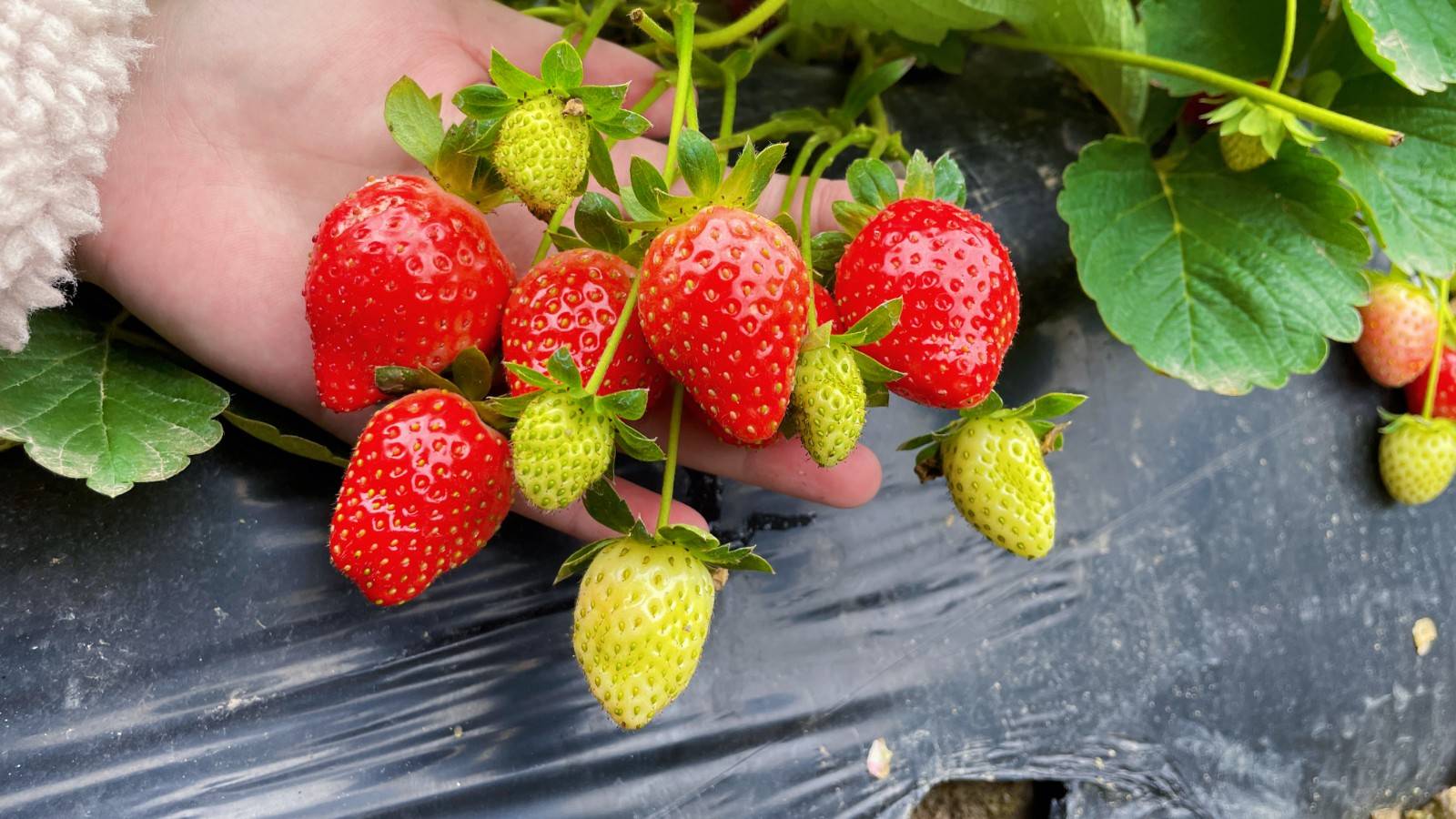 【南山西丽·草莓采摘】39.9元抢『仙女草莓园』2大2小草莓采摘套餐（可带走1斤）；多种蔬果采摘，天然亲子乐园等你来！
