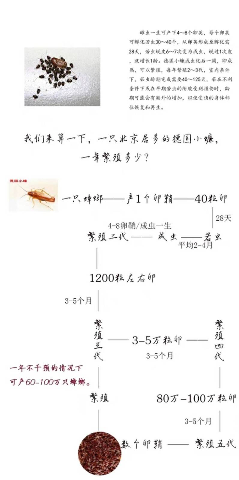【全屋除蟑螂】深圳全区域专业除蟑螂上门服务 99元起