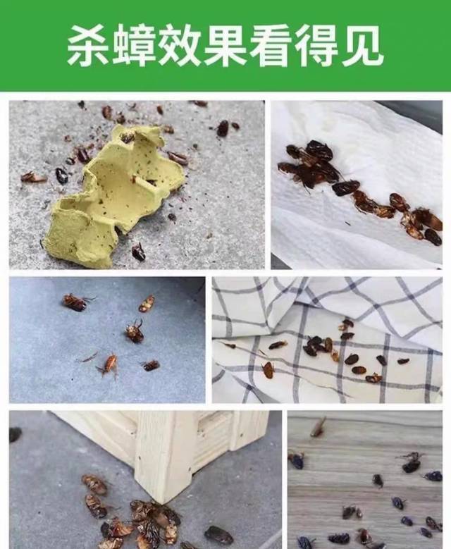 【全屋除蟑螂】深圳全区域专业除蟑螂上门服务 99元起