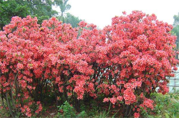 南昌中盛山庄杜鹃花节成人票
