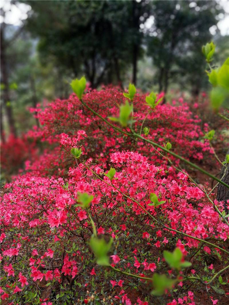 南昌中盛山庄杜鹃花节成人票