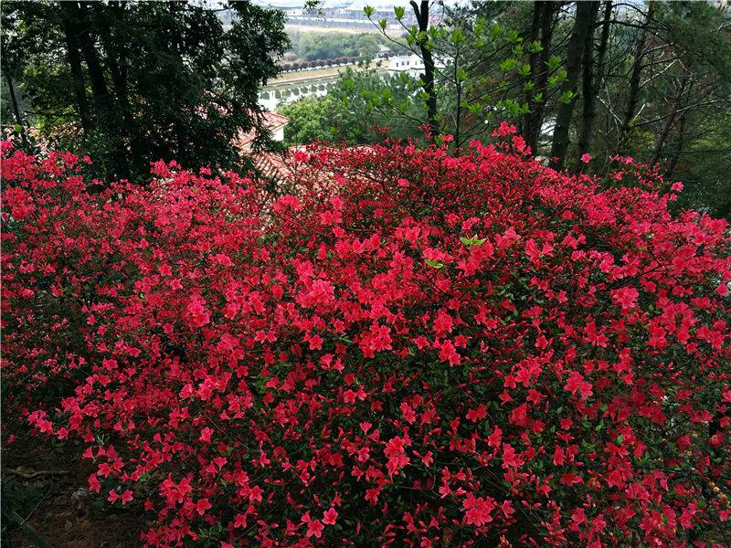 南昌中盛山庄杜鹃花节成人票