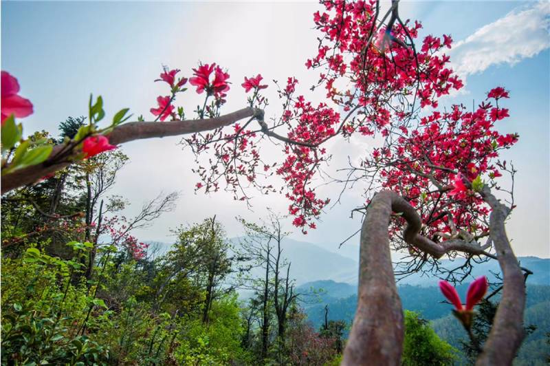 南昌中盛山庄杜鹃花节成人票