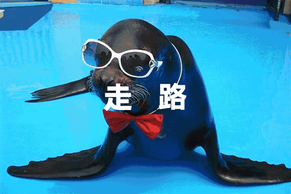 海狮表演,那是独属于小朋友的快乐时光