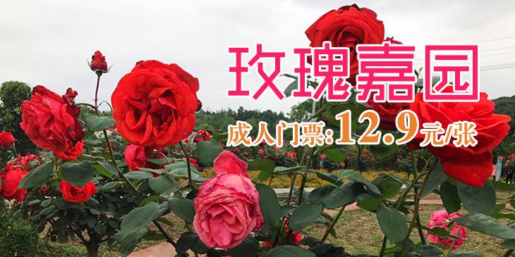 9元南川大观玫瑰园门票,徜徉浪漫花海,520来一场爱的告白!