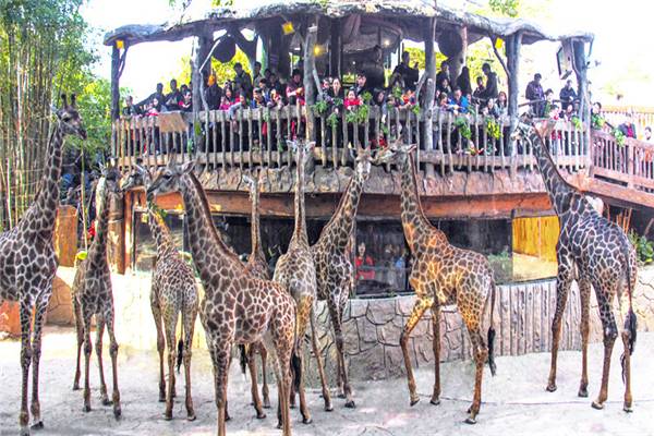 長鹿旅遊休博園景區常規成人票1張(送330元遊樂金 動物園門票)