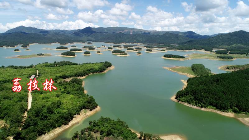 【限时秒抢~寻皇千岛湖喊你来食荔枝啦!】仅98元!