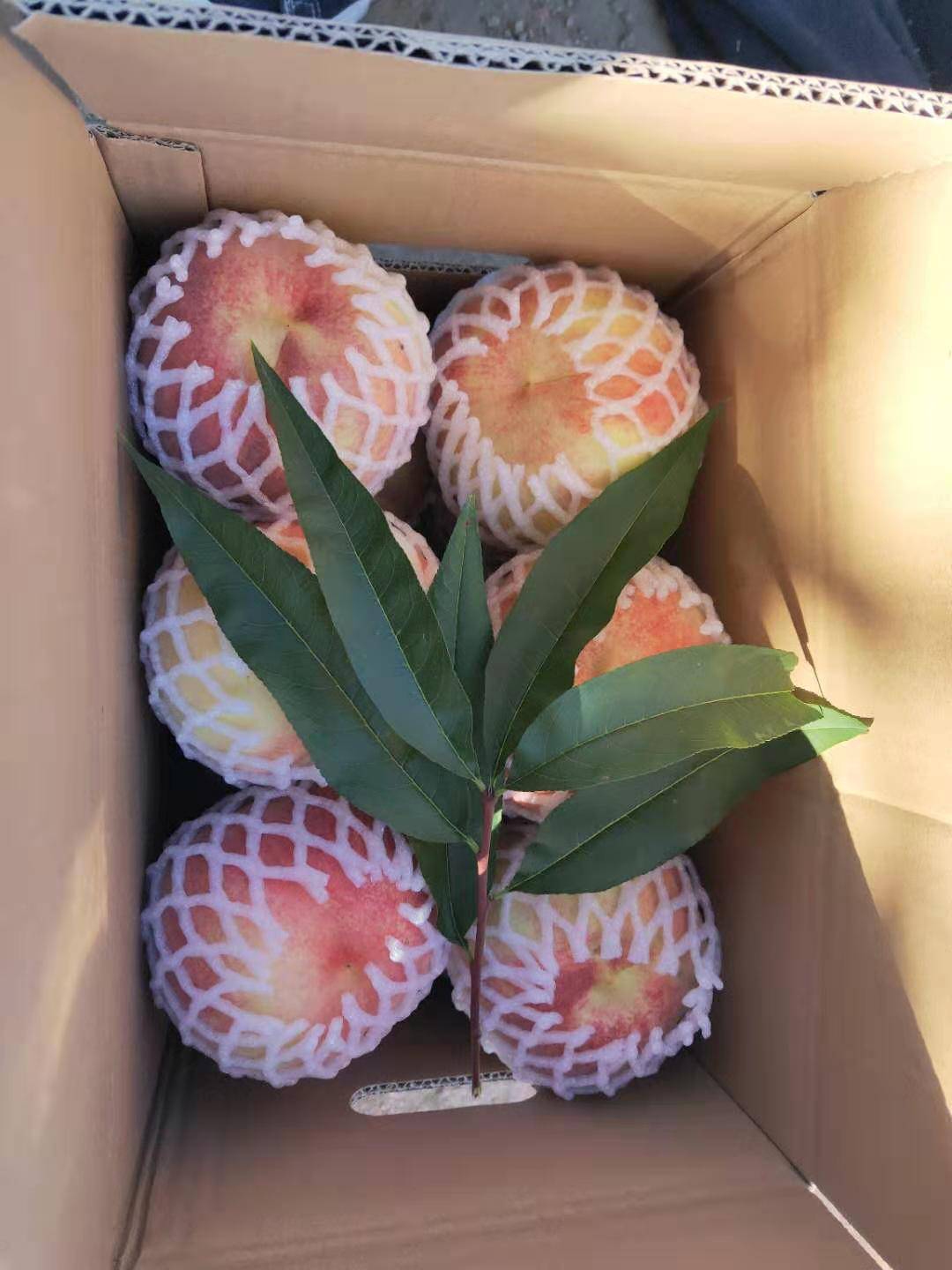 【玉井莲花十丈开 瑶池桃子千年熟】沙梁密桃--产自胶州大白菜的家乡