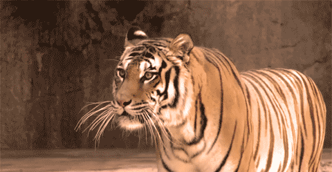 台州湾野生动物园29.9元温州专享票