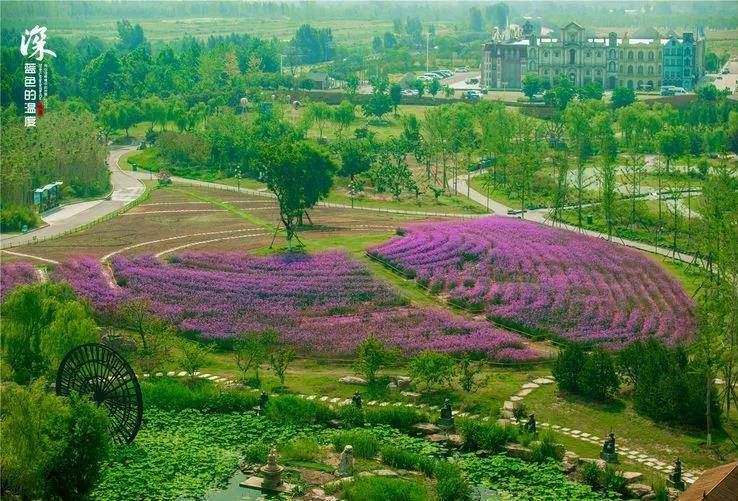 自动出票泰山天颐湖花海日场成人票