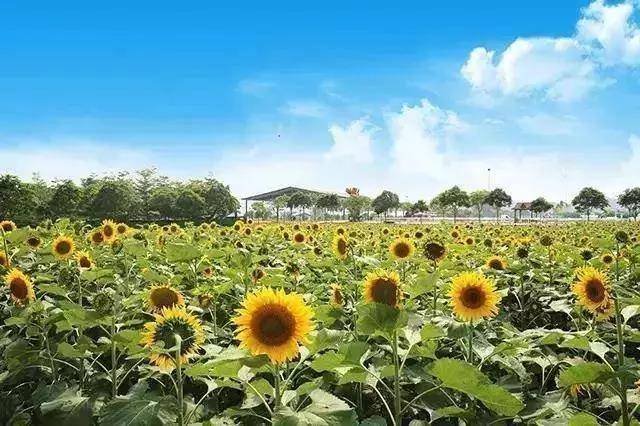 機動遊戲為主題,融合養生文化,田園生活情趣,集自然觀光,生態農業