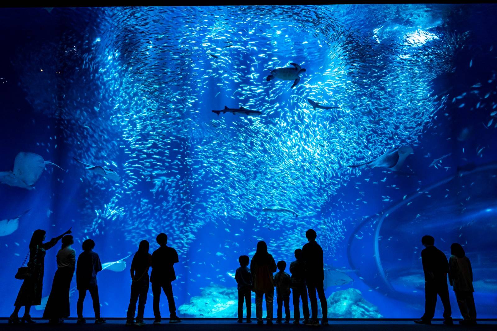 Aqua World Ibaraki Oarai Aquarium