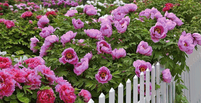 地址:北京市延庆区大榆树镇阜高营村旅游咨询中心东400米处(阜高营