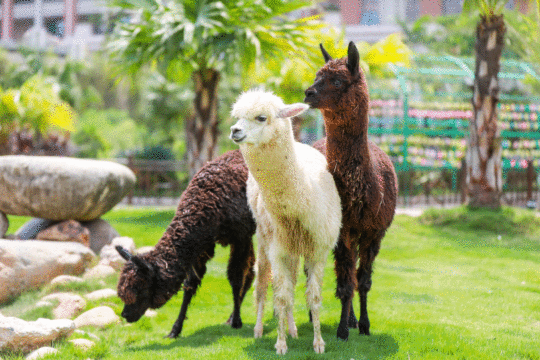 厦门灵玲马戏城动物王国 马戏演出票,与动物互动,观看原创大型剧情版