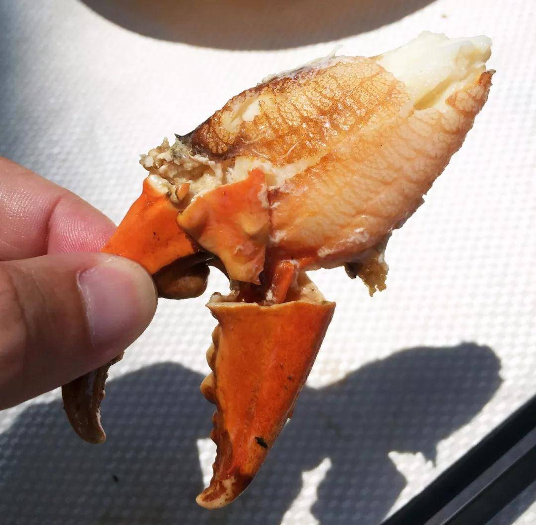 平时吃蟹都是吃的味道 约有两个大拇指这么大的螃蟹钳肉 这次还不满足