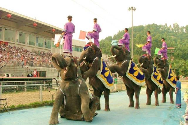 【深圳】29元購深圳野生動物園夜場門票,特技表演,水上樂園,萌寵合影