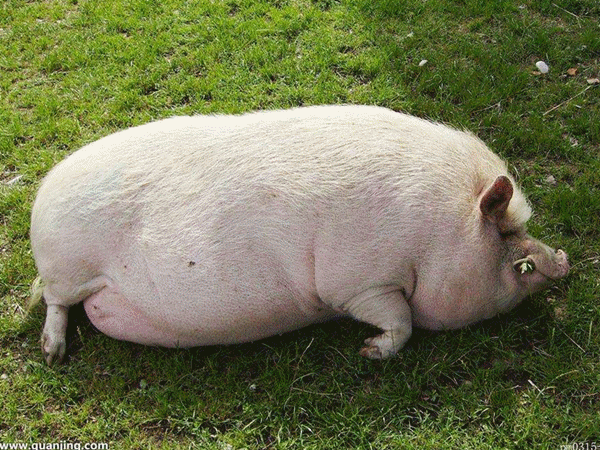 但是我们有最贴近生活的小动物啊 接下来就是萌萌哒 小鸭子,小猪猪