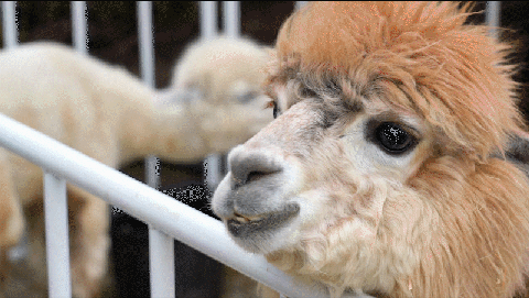 周末通用萌宠乐园gif羊驼表情包gif骆驼吃东西 动图骆驼吃带刺的植物