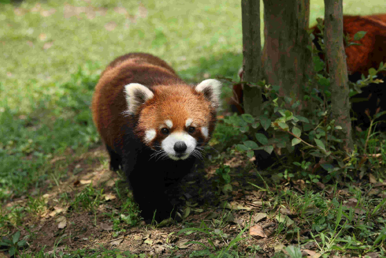 江蘇淹城野生動物世界位於美麗富饒的長江金三角地區——常州市武進